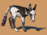 Pony-Tailed Lass - copywight Half Ass Acres Miniature Donkeys - Do Not Steal!
