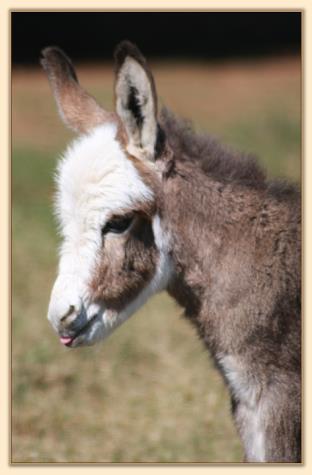 HHAA About Face, masked spot jack with apron face  born at Half Ass Acres Miniature Donkeys