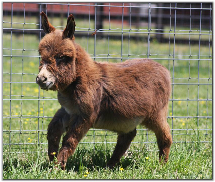 stuffed donkeys for sale