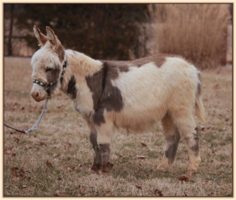 HHAA Bonafide, spotted miniature donkey gelding for sale at Half Ass Acres.