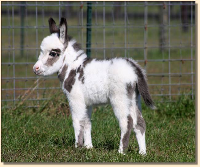 HHAA Tramp Stamp, spotted miniature donkey jennet born at Half Ass Acres Miniature Donkey Farm in Chapel Hill, Tennessee.