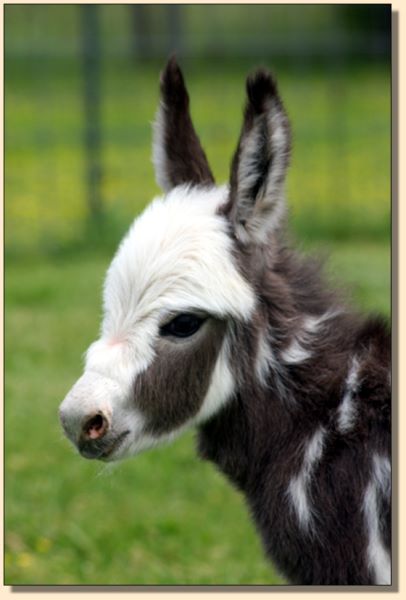 HHAA Bug Juice, dark spotted jennet born at Half Ass Acres Miniature Donkey Farm