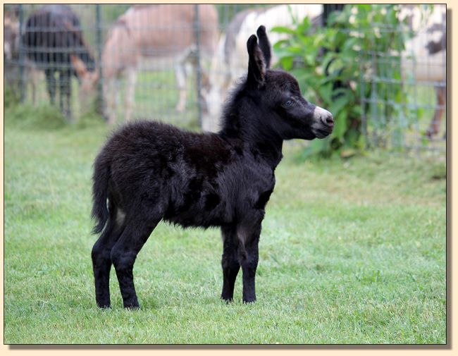 HHAA It's My Party, black miniature donkey jennet born at Half Ass Acres in 2019