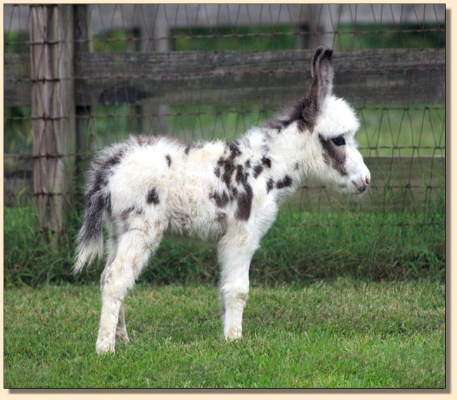 HHAA Shivers, tyger spotted miniature donkey jennet for sale at Half Ass Acres in Chapel Hill, Tennessee