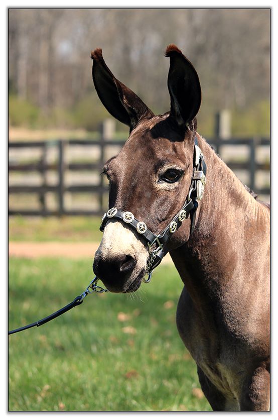 stuffed donkeys for sale