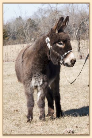 Parkway Farms Mocha, dark brown miniature donkey jennet for sale at Half Ass Acres