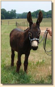 Click photo  of miniature donkey to enlarge imag