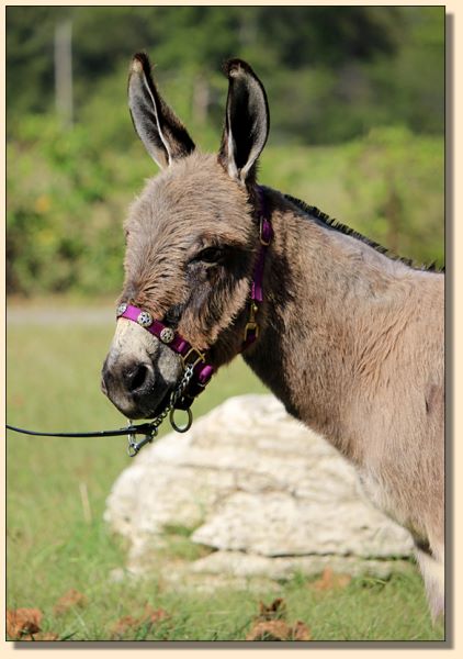 L.A.F.'s Star's Delight, miniature donkey jennet for sale