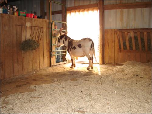 Half Ass Acres Miniature Donkey Farm Improvements