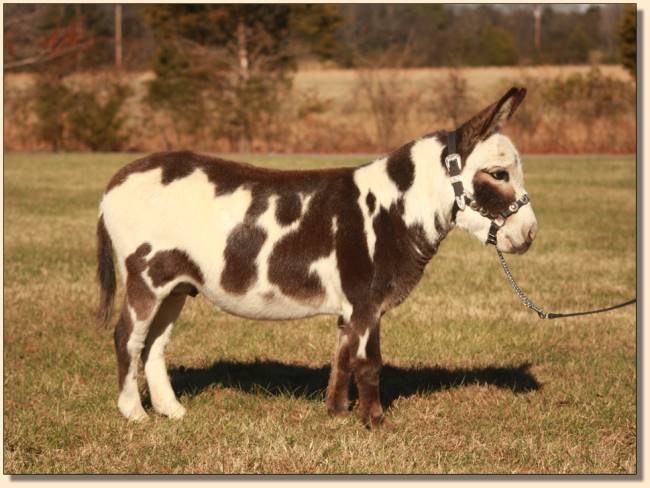 LN Paint the Town, dark spotted gelding at Half Ass Acres Miniature Donkeys