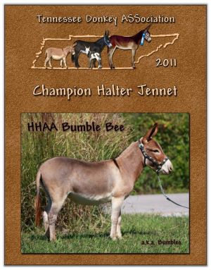 2011 Tennessee Donkey ASSociation High Point Halter Jennet