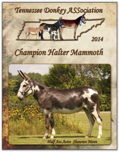 Half Ass Acres Shawnee Moon, Champion Halter Mammoth