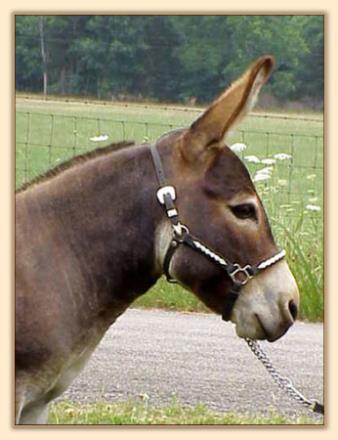 Pine Grove Farm Peppercorn Jack