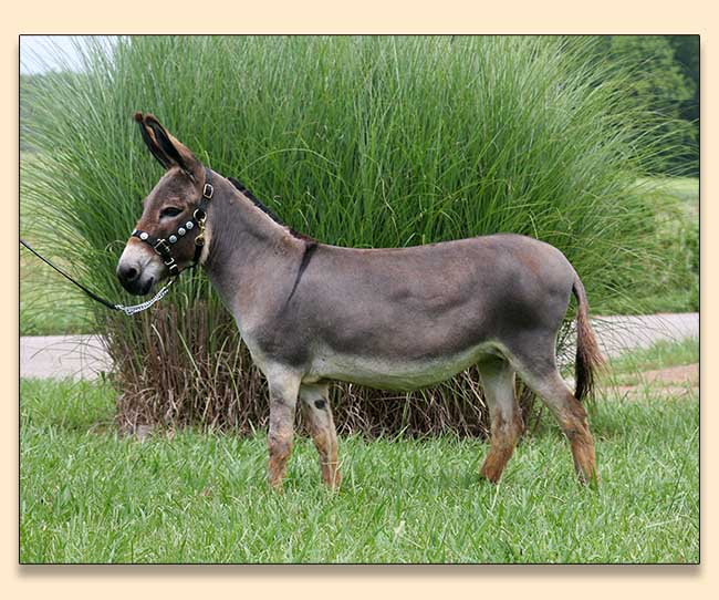 Troytown's Trick 'em Tru SC, miniature donkey brood jennet for sale at Half Ass Acres.