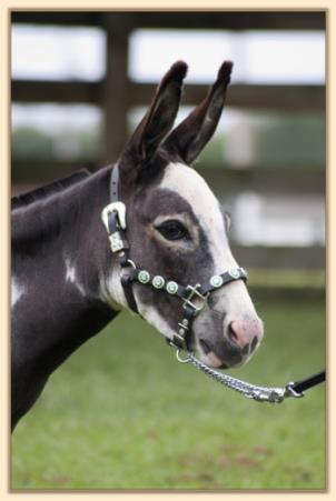 Pony-Tailed Lass, Mascot of Half Ass Acres Miniature Donkey Farm!