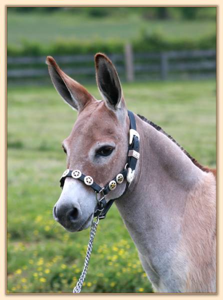 Windcrest Amber Rose, brood jennet at Half Ass Acres Miniature Donkeys
