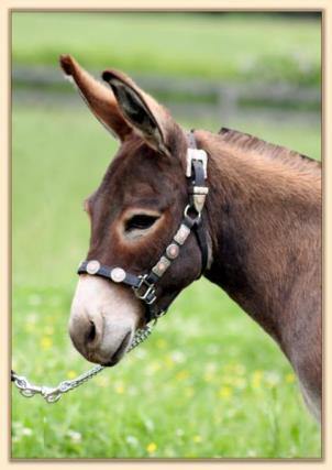 Windcrest Gayla, miniature donkey brood jennet at Half Ass Acres