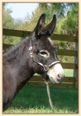 Windcrest Little Gidget, black miniature donkey brood jennet at Half Ass Acres