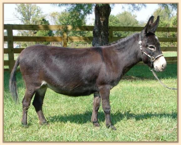Windcrest Little Gidget, black miniature donkey brood jennet at Half Ass Acres