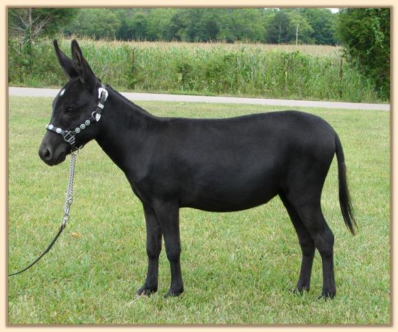 Itsy Bitsy Stardance, black miniature donkey brood jennet with star at Half Ass Acres