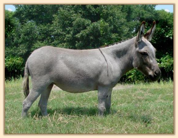 Stonegate Acres Shes A Ten, dark gray miniature donkey brood jennet with no light points  at Half Ass Acres