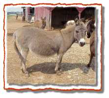 Miniature Donkey Betty (7598 bytes)