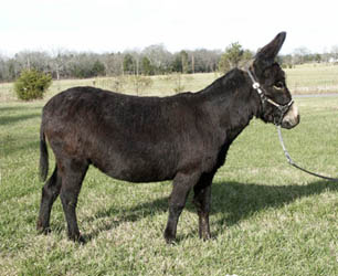 miniature donkey for sale