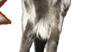 Welcome to HAA Miniature DonkeyFarm!!