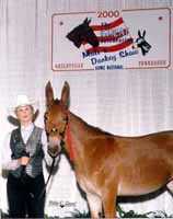 Sexy Lexi, the molly mule (5401 bytes)