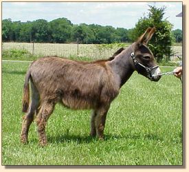 miniature donkey Gracie (8655 bytes)