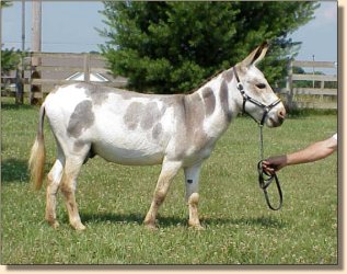 Miniature Donkey Herd Sire, Indiana Jones