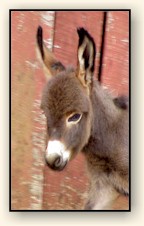 HAA Mahogany Mojo, chocolate brown miniature donkey jack!!