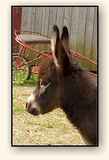 HAA Mahogany Mojo, chocolate brown miniature donkey jack!!