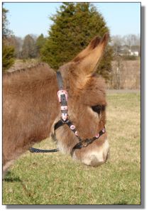 Click photo of miniature donkey to enlarge image