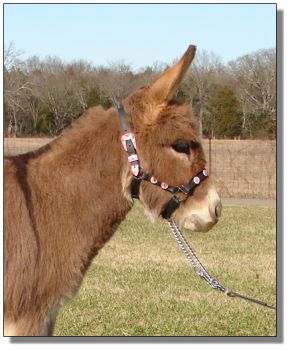 Click photo of miniature donkey to enlarge image