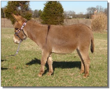 Click photo of miniature donkey to enlarge image