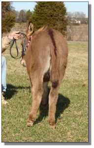 Click photo of miniature donkey to enlarge image