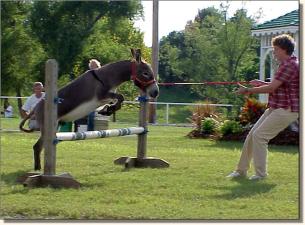 My World Paco winning 1st in the Coon Jump!
