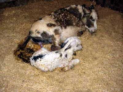 Birth of miniature donkey black & white spotted jack!!