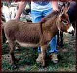 Miniature Donkey Celine
