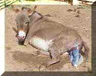 Miniature Donkey Dixie Chick's birth