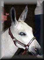 miniature donkey El Nino