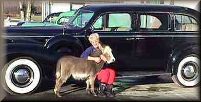 minature donkey Homer with his Limo