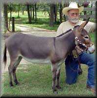 miniature donkey Miriah