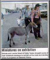 miniature donkey newspaper