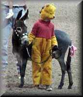 miniature donkey costume class