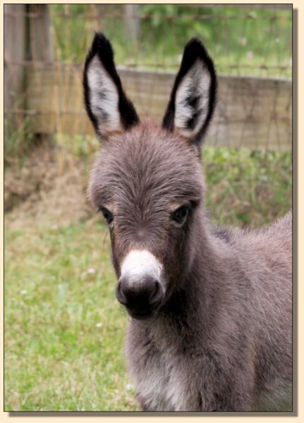 Miniature Donkey Newborns - Miniature Donkey Babies born in 2021 at HAA ...
