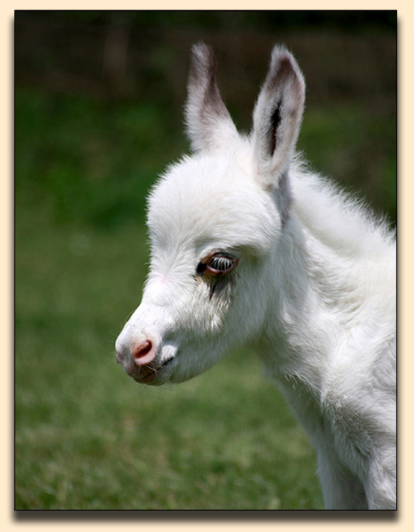 HHAA Flower Power, spotted miniature donkey jennet born at Half Ass Acres