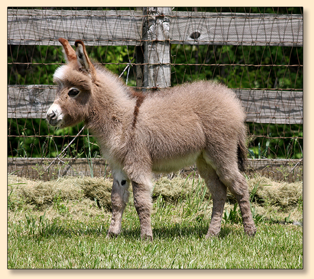 HHAA Sweet Adeline, Light Red Miniature Donkey Jennet born at Half Ass Acres