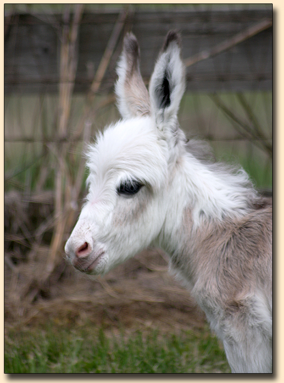 HHAA Ghosted, frosted spotted white miniature donkey jack for sale.